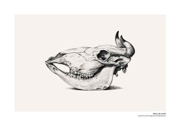 Skull Of A Cow