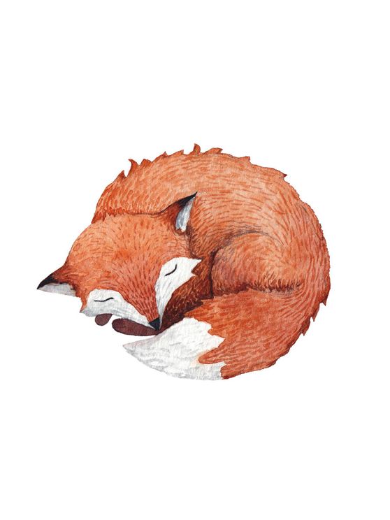 Sleeping Fox