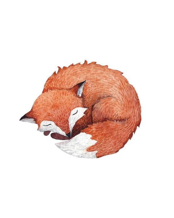 Sleeping Fox