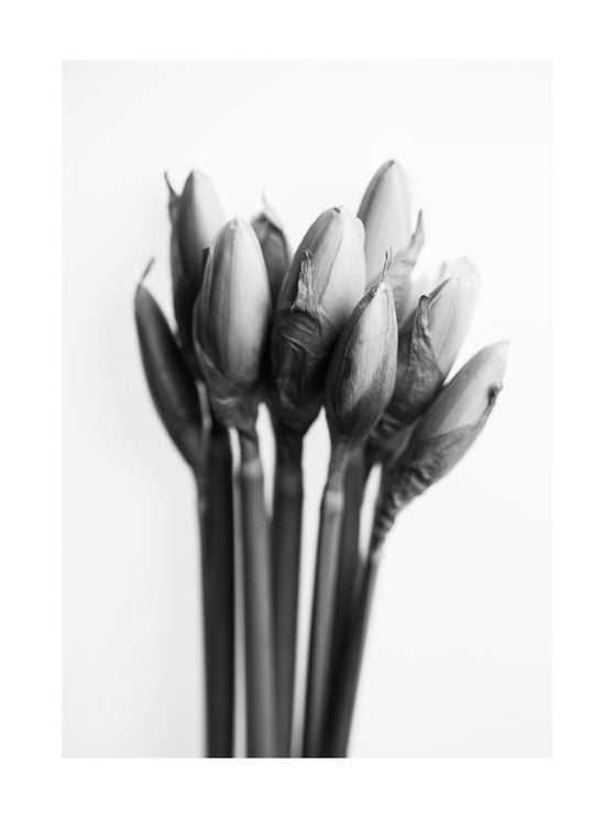 Spring Buds