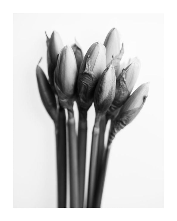 Spring Buds