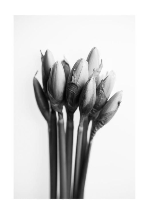 Spring Buds