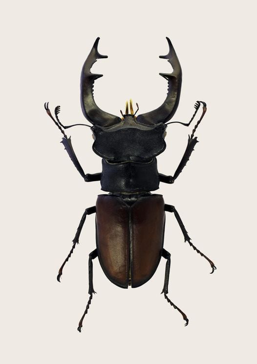 Stag Beetle 2