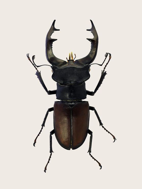Stag Beetle 2