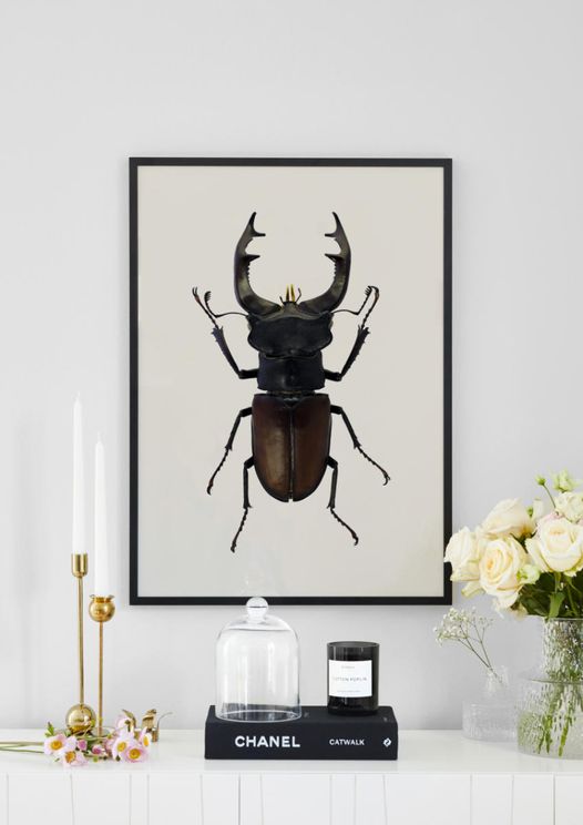 Stag Beetle 2