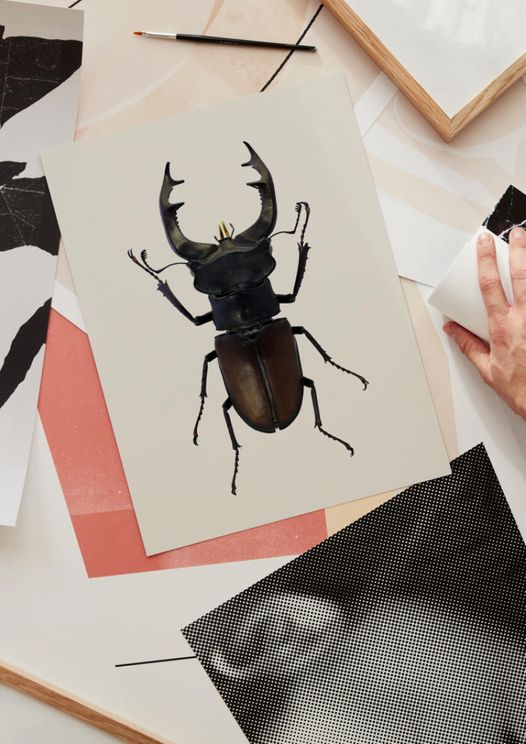 Stag Beetle 2