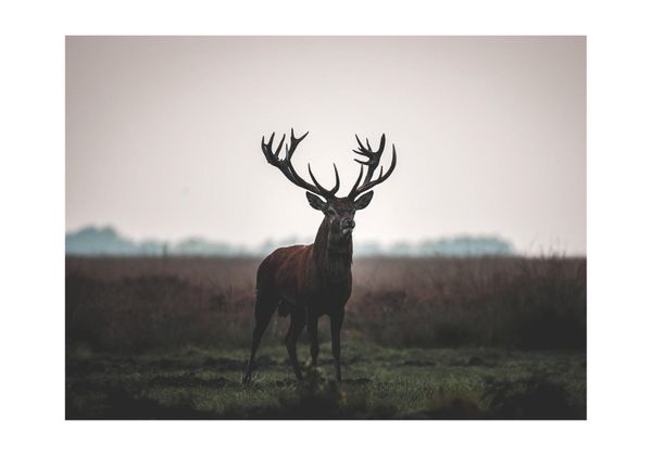 Stag On Field