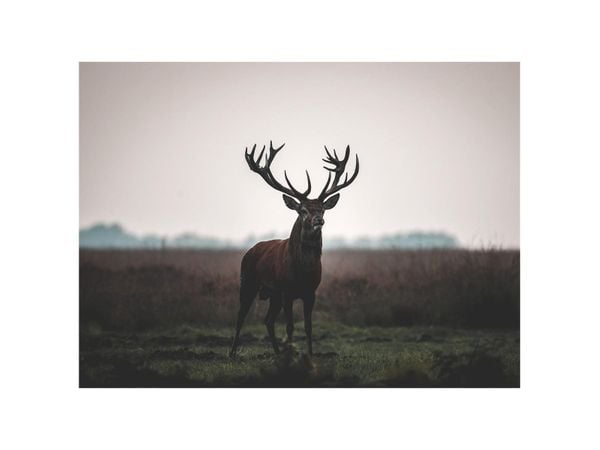 Stag On Field
