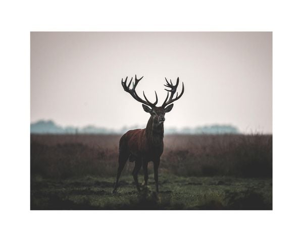 Stag On Field