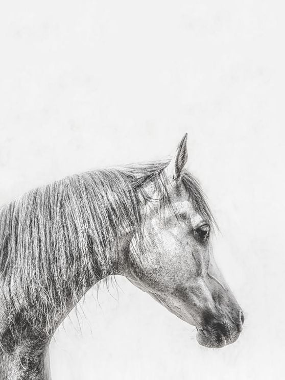 The Grey Horse