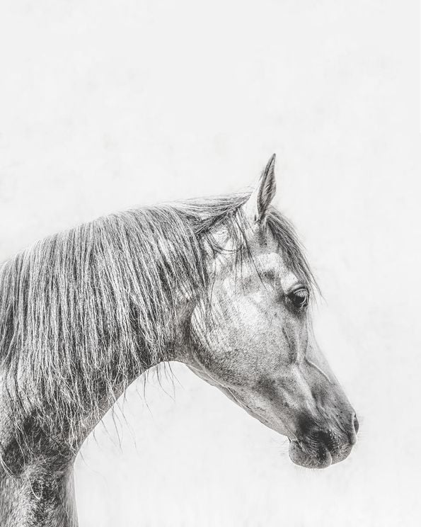 The Grey Horse