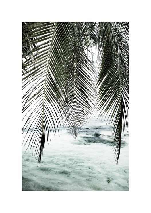 The Palm Curtain