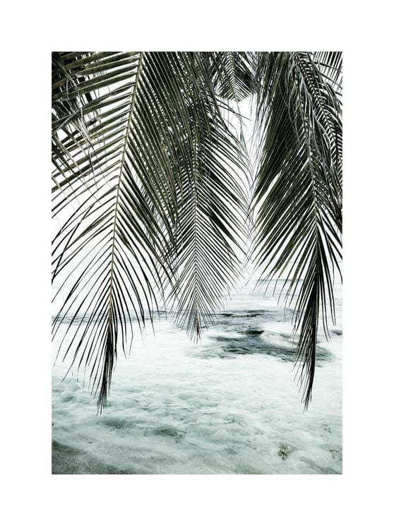 The Palm Curtain