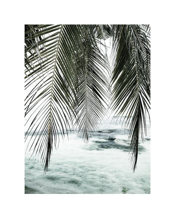 The Palm Curtain