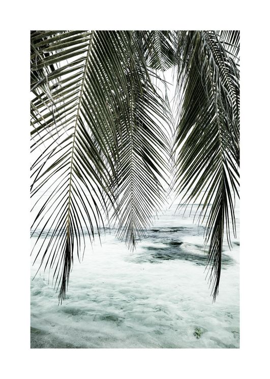 The Palm Curtain