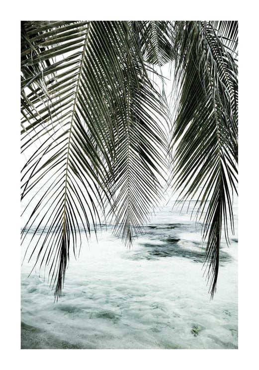 The Palm Curtain