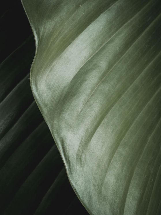 Thick Leaves 2