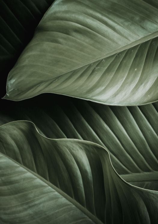 Thick Leaves