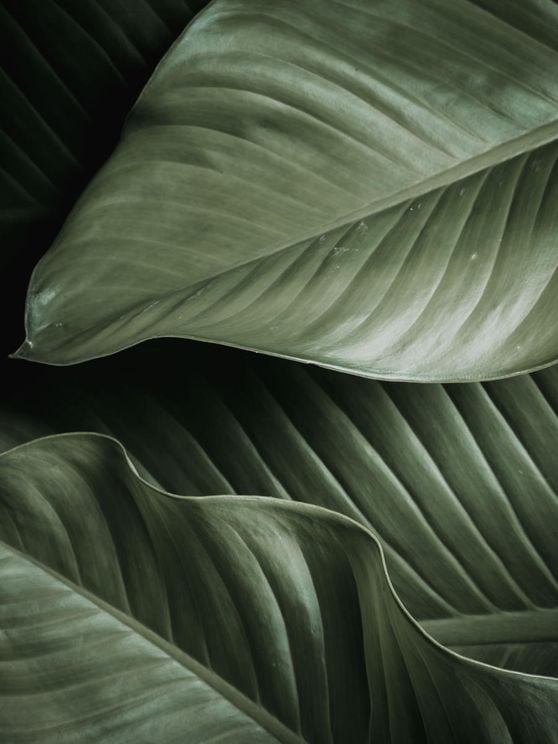 Thick Leaves
