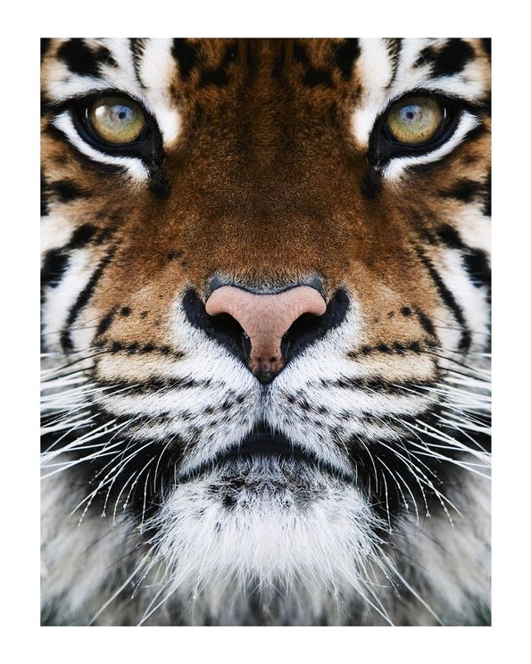 Tiger Front