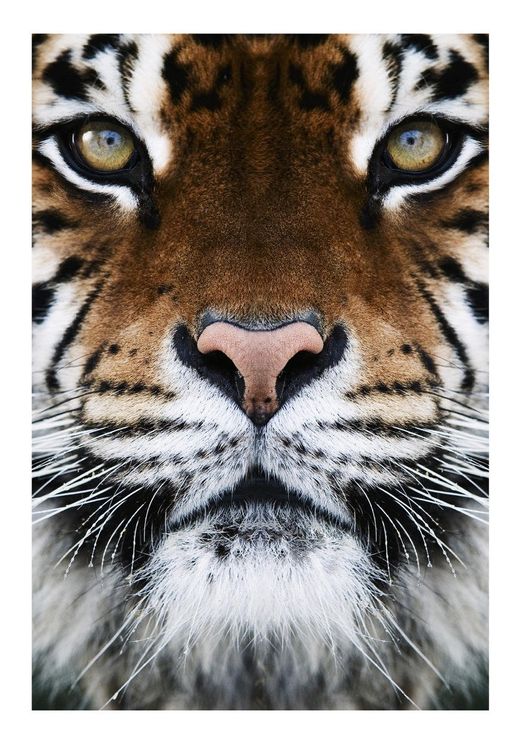 Tiger Front