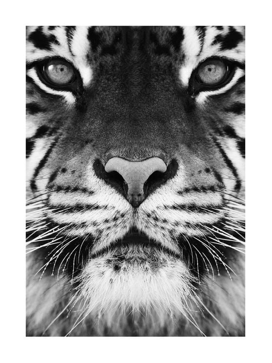 Tiger Front Black And White