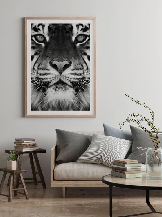 Tiger Front Black And White