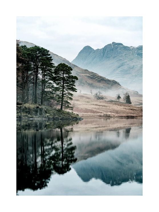 Trees By The Lake