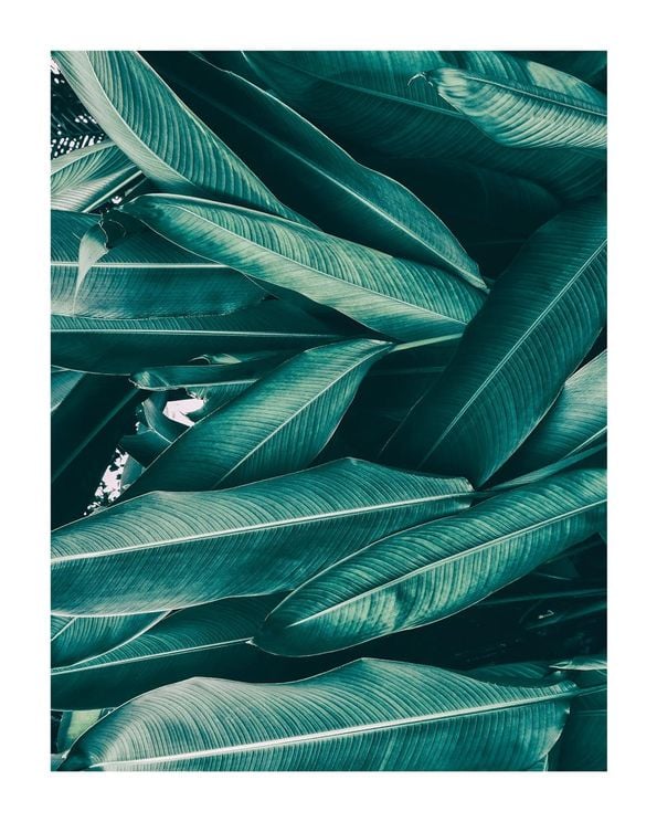 Tropical Leaves