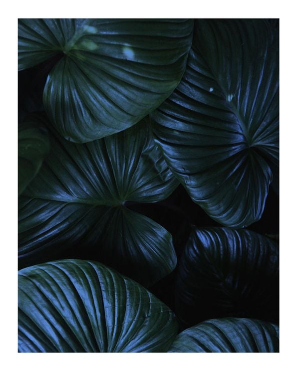 Tropical Night