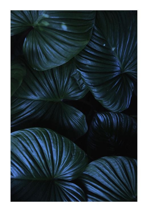 Tropical Night