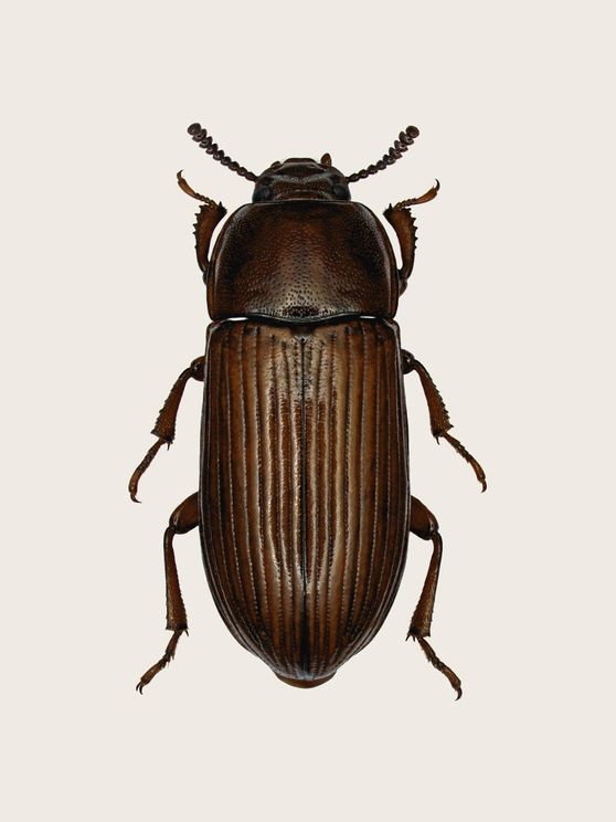 Uloma Culinaris