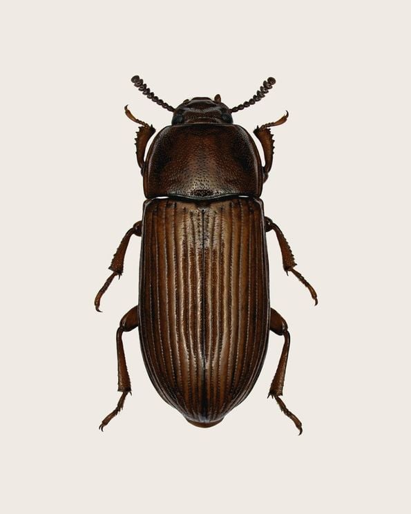 Uloma Culinaris