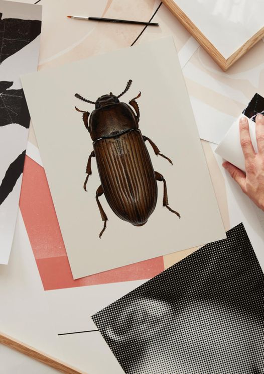 Uloma Culinaris