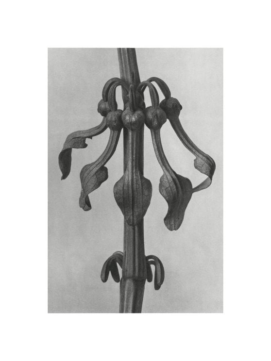 Upright Birth–wort By Karl Blossfeldt