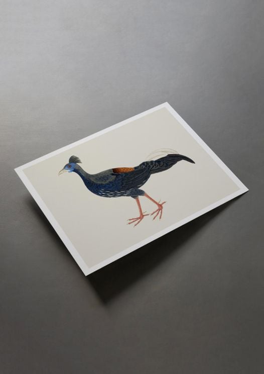 Vintage Pheasant