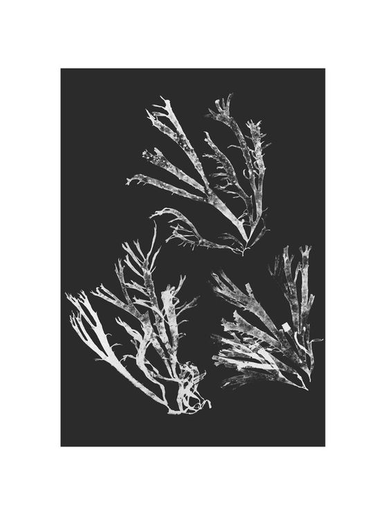 Vintage Seaweed