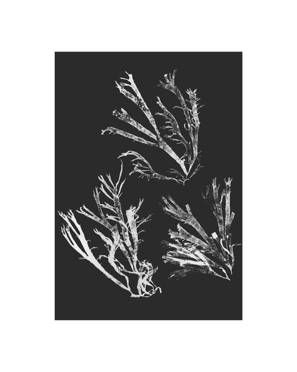 Vintage Seaweed