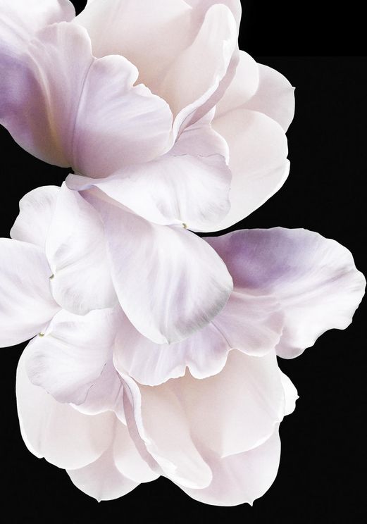 Violet White
