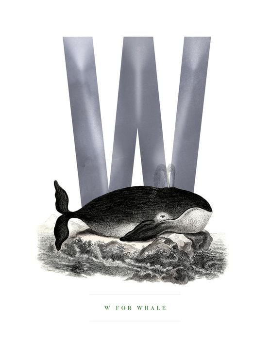 W For Whale