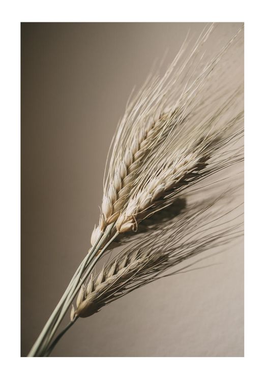 Wheat