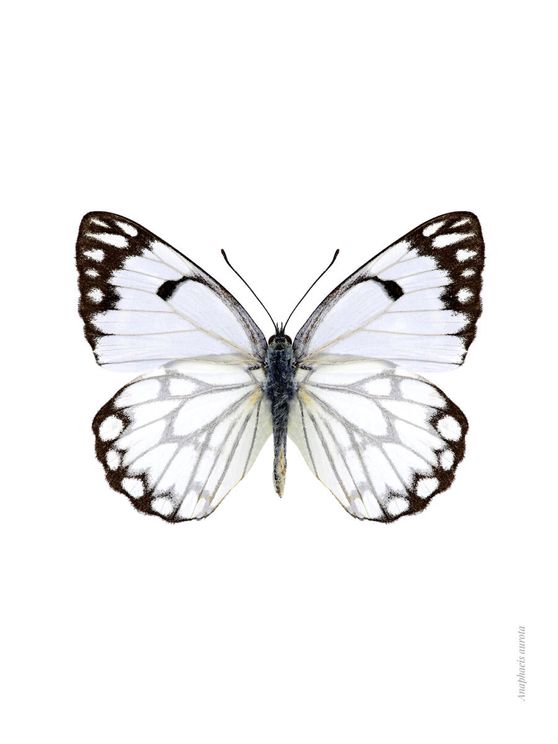 White Butterfly
