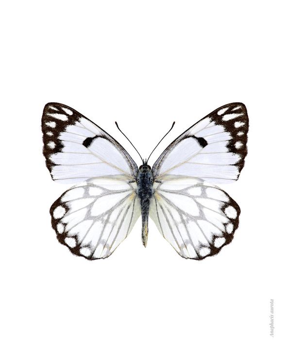 White Butterfly