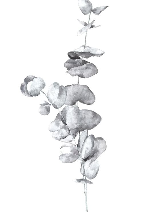White Eucalyptus In Watercolor