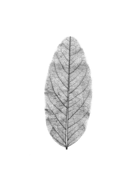 White Leaf
