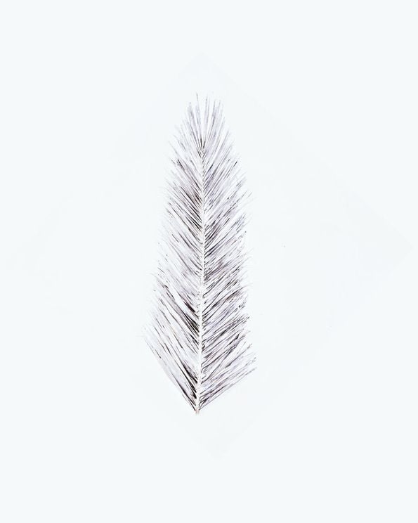 White Palm Leaf