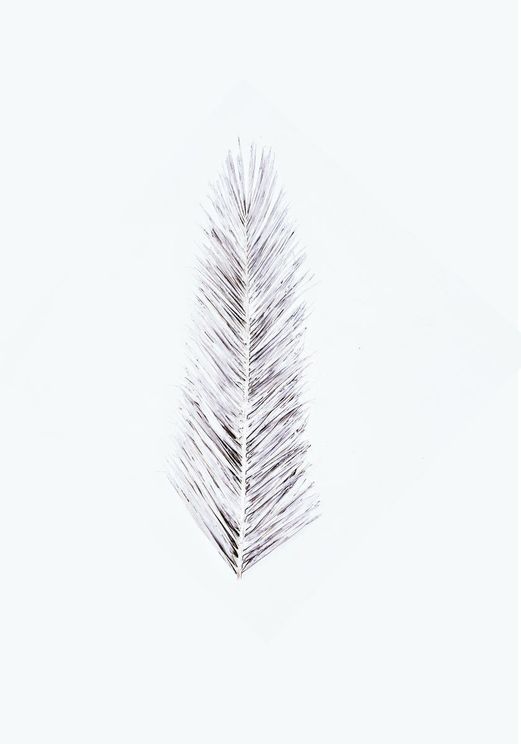 White Palm Leaf