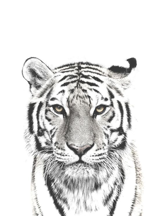 White Tiger