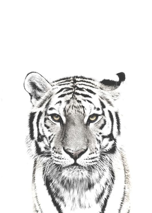 Purchase White Tiger Poster Online