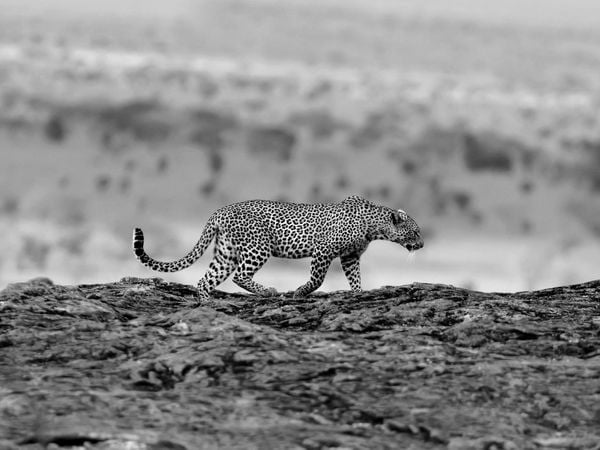 Wild Cat